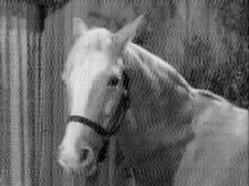 image Mr Ed B/W