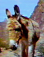 image Brighty the burro