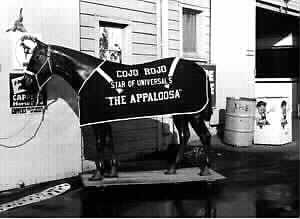 Cojo Rojo the Appaloosa blanket