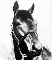 Seabiscuit the famous race horse